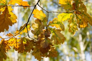 Bright yellow autumn oak leaves on branches.