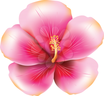 Soft pink hibiscus illustration on white background.