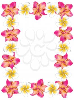 Floral frame made from white and pink plumeria, frangipani flowers.