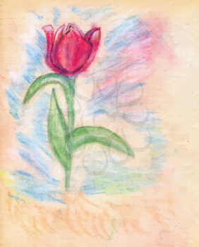 Spring tulip flower made with colored chalk, grunge hand drawn illustration.