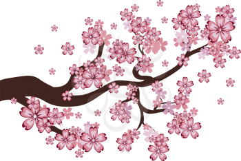 Blooming cherry, sakura branches, pink spring flowers background.