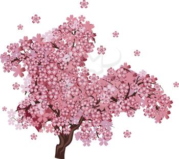 Sakura blossom, pink blooming cherry tree on white background.