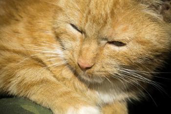 Cute ginger cat portrait, close up of a cats head.