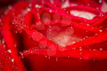 Decorative bright red rose close up, anniversary background.
