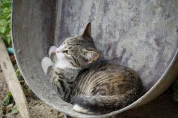 Cute tabby cat in an old metal basin, rural scene.