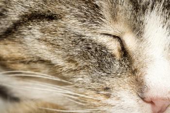 Close up of cute sleeping tabby cat face.