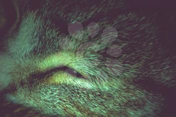Close up of cute sleeping tabby cat face.