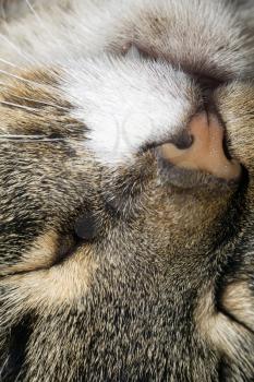 Close up of cute sleepy tabby cat face.