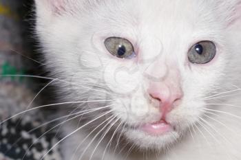 Cute white kitten portrait, close up photo.