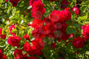 Decorative climbing roses of bright red color blooming in the garden, nature background.