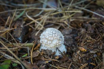 Wild mushroom with white cap in the autumn forest.