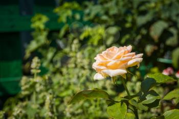Soft peach colored rose flower blooming in the garden.