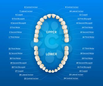 Adult human mouth with tooth numbering chart on blue background