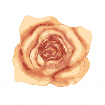 Bright beautiful tea rose bud on white