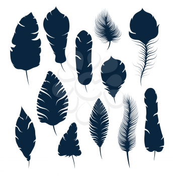 Set of different elegant feather silhouettes isolated on white