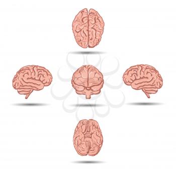 Set of five human brains icons with shadow from different views