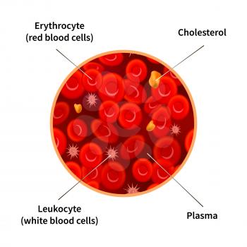 Blood composition infographic with erythrocytes, white blood cells, cholesterol and plasma isolated on white