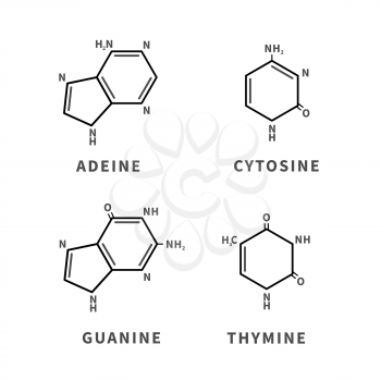 Set of chemical structures of Adeine, Cytosine, Guanine and Thymine, four main nucleobases, simple black icons