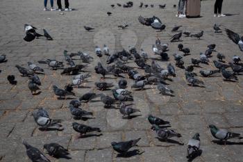 Lovely pigeon birds feed in an urban environment
