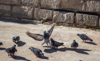Pigeons on a stone pavement