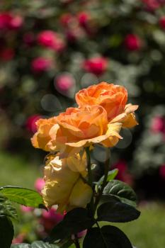Beautiful colorful  roses bloom in in the garden