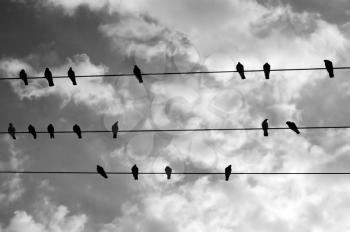 Birds resting on a wire. Black and white.