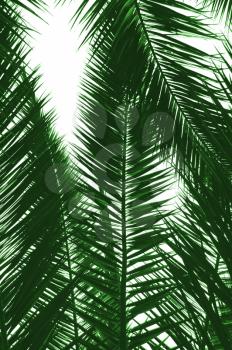 Palm tree leaves natural background. Isolated on white.