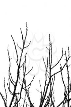 Leafless tree branches silhouette on white background.