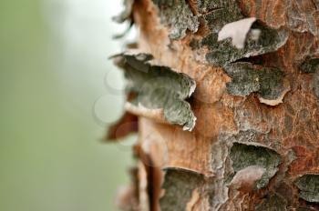 Peeling tree trunk wood background. Selective focus.