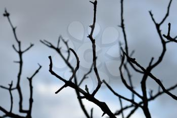 Tree branches silhouette against moody sky. Selective focus.