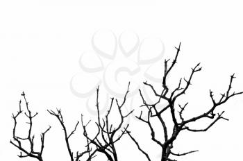 Leafless deciduous tree silhouette. Black and white.