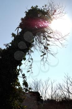 Sunlight shining through creeper tree branches. Lens flare reflection.