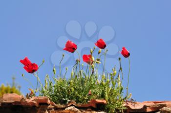 Red poppy flowers on old house rooftop. Spring season background.