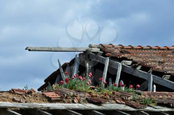 Red flowers growing on the crumbling tiled roof of an abandoned house.