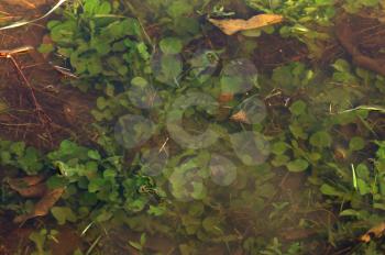 Fallen leaves and vegetation under water after the rain. Autumn background.