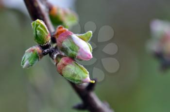 Almond tree with flower buds in February. End of winter beginning of spring.