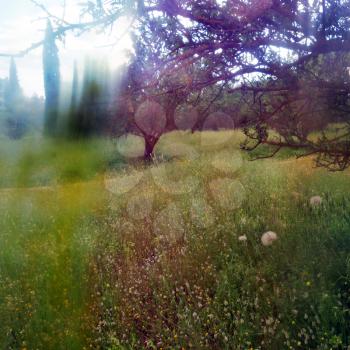 Spring landscape distorted through painted glass. Wild flowers light leak abstraction.