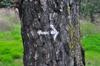 White arrow painted on tree trunk abstract background.