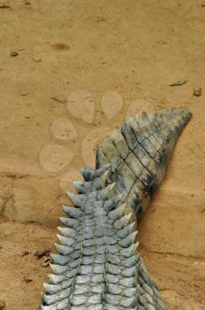 Nile crocodile tail closeup. Wild reptile animal skin abstract background.