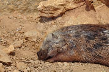 Indian crested porcupine resting on a hot sunny day. Sleeping animal.