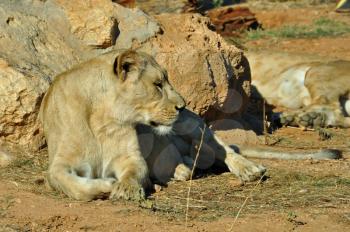 Southwest african lioness resting. Wild mammal animal.