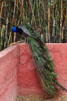 Peacock with long tail and colorful iridescent plumage. Bird sitting on wall.