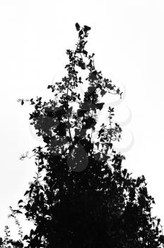 Creeper ivy plant tangled on oak shrub branches. Black and white silhouette.