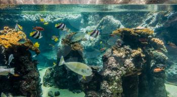 Fish swim in a tropical aquarium.