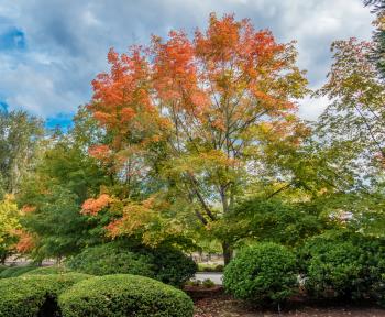 Brilliant orange leaves indicate that autumn has begun. Photo taken at Coulon Park in Reonton, Washington.