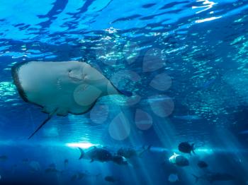 A closeup shot of a manta ray in an aquarium.