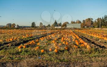 A view of harvested pumpkins in a field in Kent, Washington.