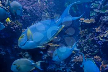 Closeup shot of blue fish in an aquarium.