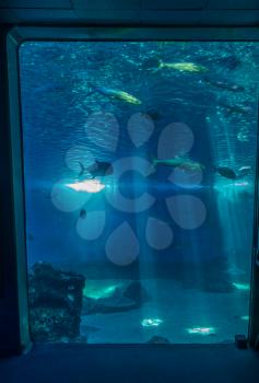 Fish swim beneath beams of light in and aquarium.