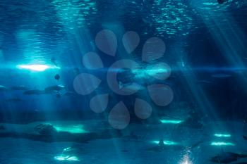 Fish swim beneath beams of light in an aquarium.